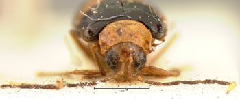 Media type: image; Entomology 18405   Aspect: head frontal view